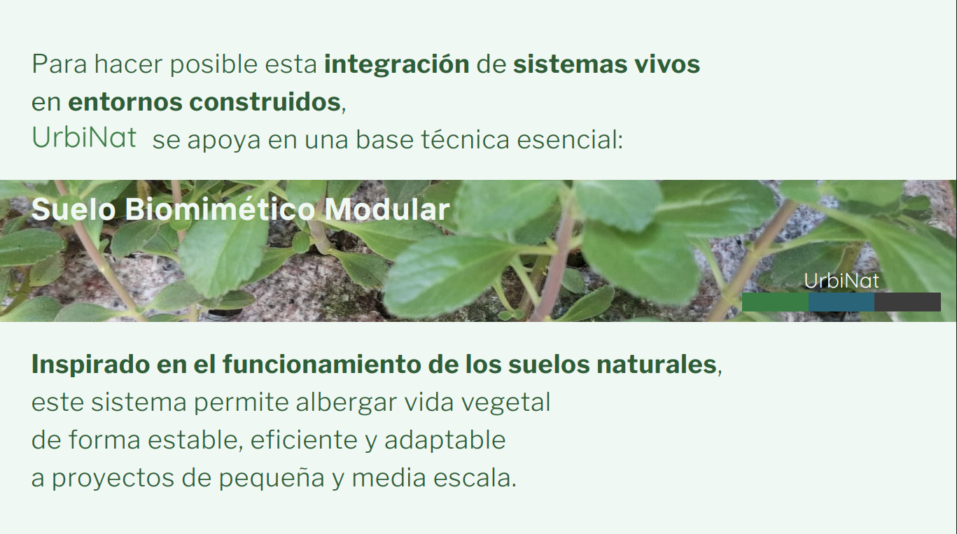 Detalle de vegetación y sustrato